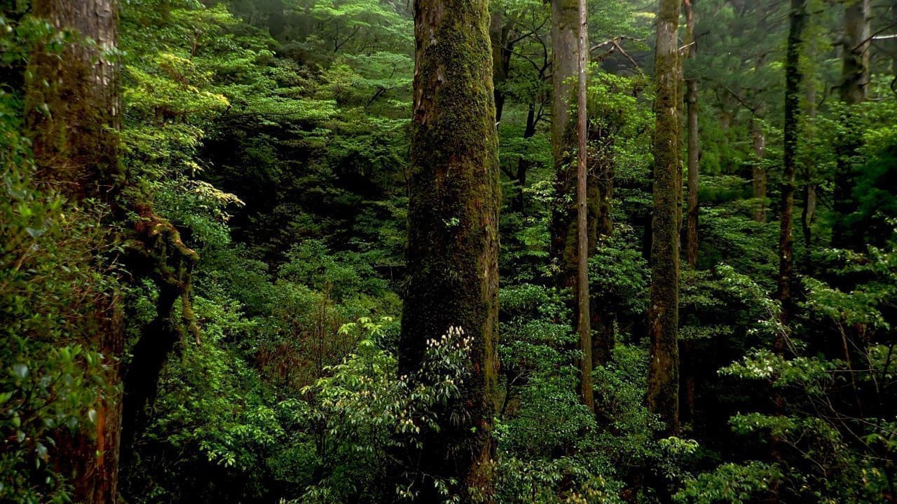 ヤクスギランド