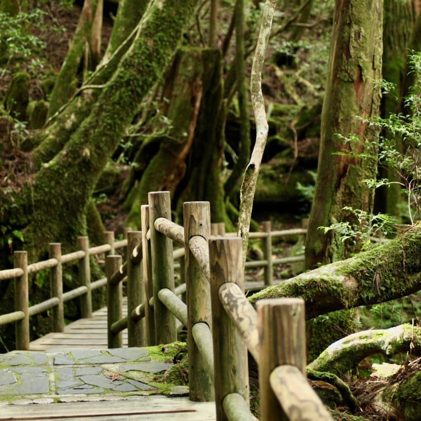 ヤクスギランド1