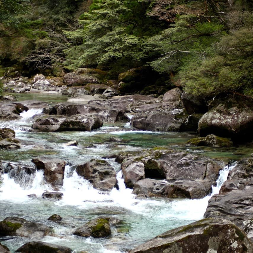 ヤクスギランド4