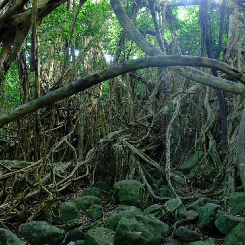 フリースタイル2