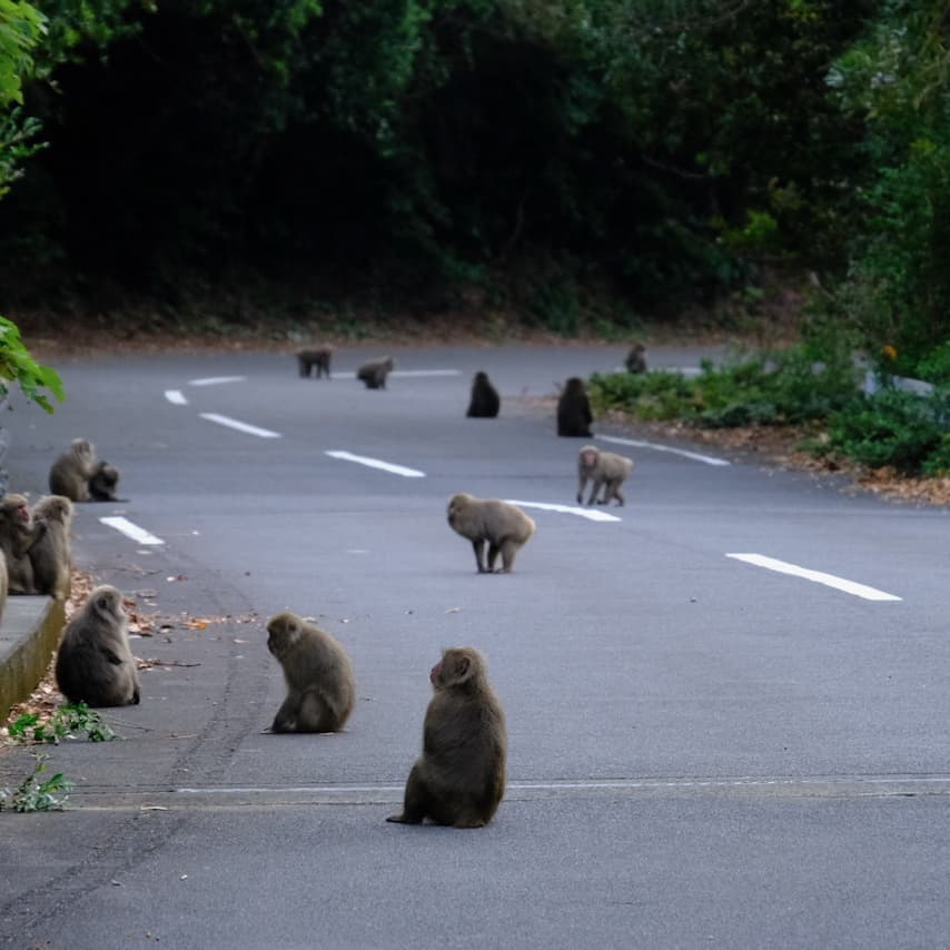 フリースタイル4